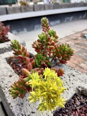 Sedum × rubrotinctum