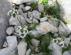 Achillea atrata