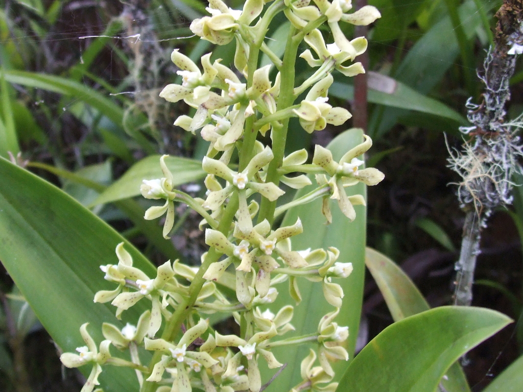 Epidendrum variegatum Hook. 2