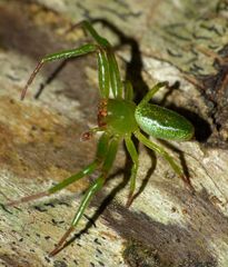 Diaea sphaeroides