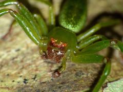 Diaea sphaeroides