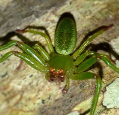 Diaea sphaeroides