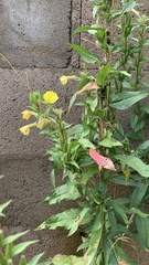 Oenothera rubricaulis
