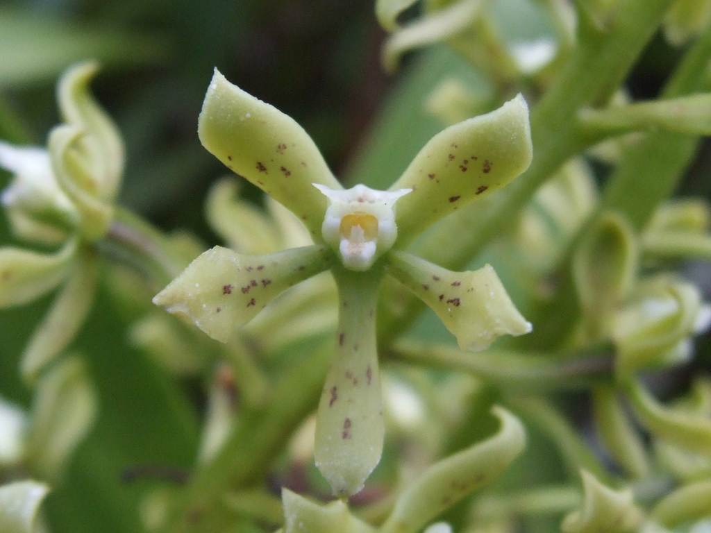 Epidendrum variegatum Hook.