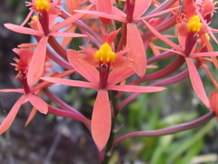 Epidendrum cochlidium