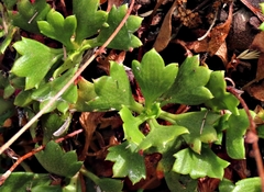 Saxifraga cuneata