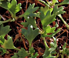Saxifraga cuneata