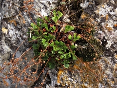Saxifraga cuneata