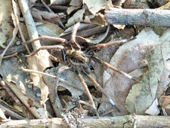 Ancylometes bogotensis