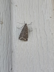 Loxostege munroealis