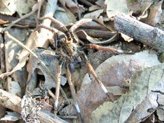 Ancylometes bogotensis