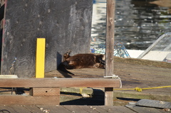 Lontra canadensis pacifica