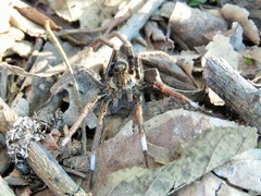 Ancylometes bogotensis