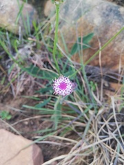 Othonna digitata