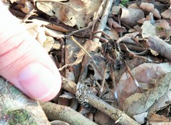 Ancylometes bogotensis