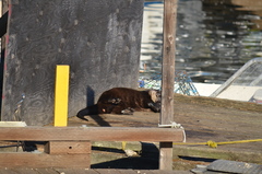 Lontra canadensis pacifica