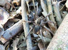 Ancylometes bogotensis