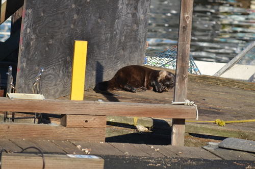 Pacific North American River Otter