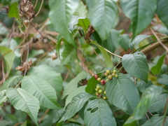 Cipadessa baccifera