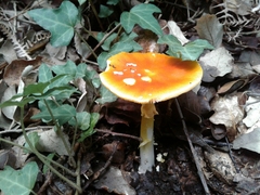 Amanita erythrocephala