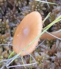 Galerina tibiicystis