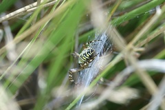 Argiope bruennichi