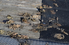 Lontra canadensis pacifica