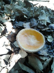 Amanita erythrocephala