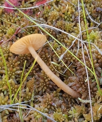 Galerina tibiicystis