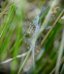 Argiope bruennichi