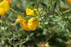 Lotus corniculatus