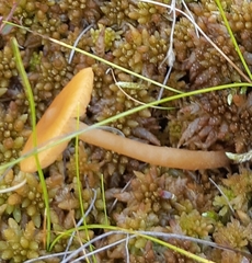 Galerina tibiicystis