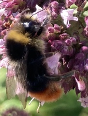 Bombus