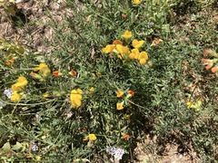 Lotus corniculatus