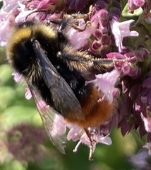 Bombus