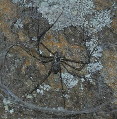 Hypochilus pococki