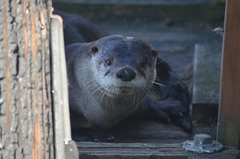 Lontra canadensis pacifica