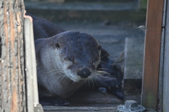 Lontra canadensis pacifica