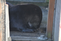 Lontra canadensis pacifica