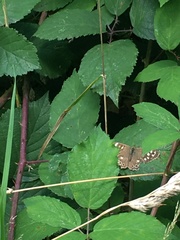 Pararge aegeria