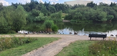 Branta canadensis