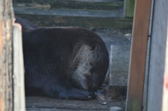 Lontra canadensis pacifica