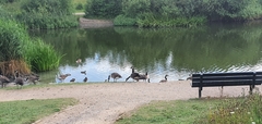 Branta canadensis