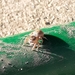 photo of Paradise Spiders (Habronattus)