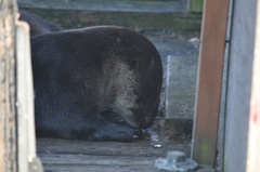Lontra canadensis pacifica