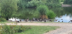 Branta canadensis