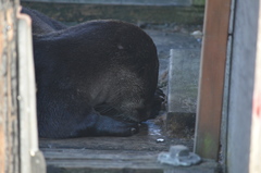 Lontra canadensis pacifica