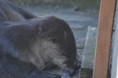 Lontra canadensis pacifica