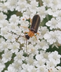 Rhagonycha mollis