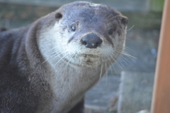 Lontra canadensis pacifica